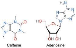 Caffeine and adenosine Caffeine and adenosine