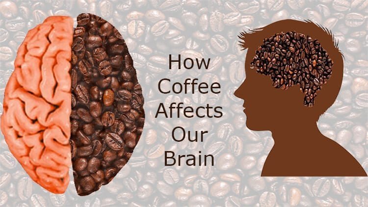 How Coffee Affects Our Brain
