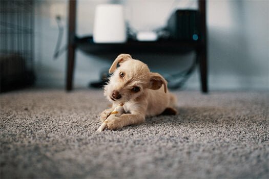 Homemade Carpet Cleaner Homemade Carpet Cleaner