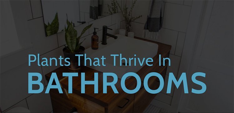 Best Plants for the Bathrooms
