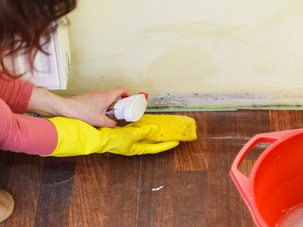 mold problem areas